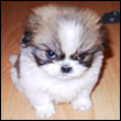 Shiro